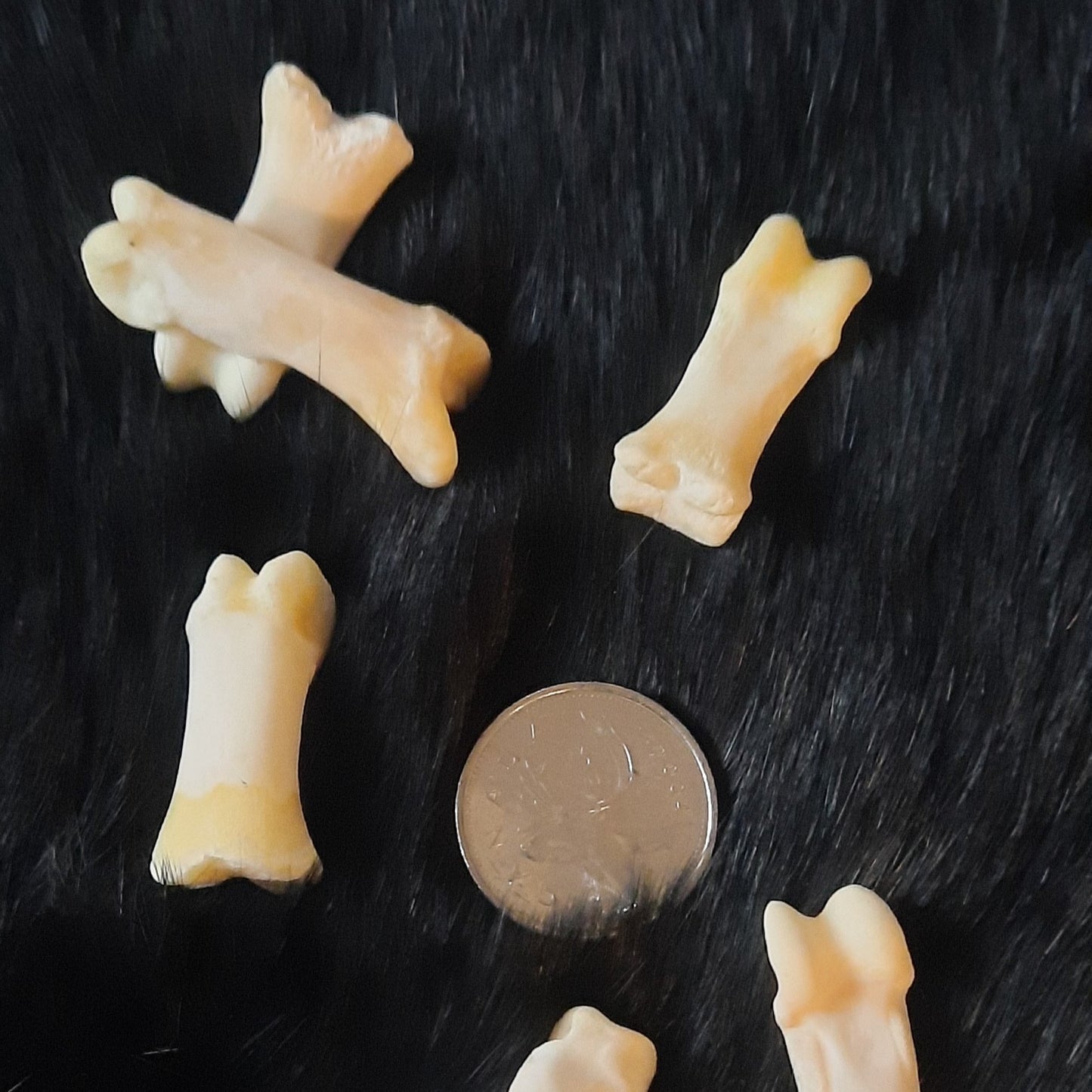 Bear Bone - Proximal Phalanx
