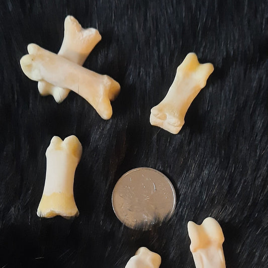 Bear Bone - Proximal Phalanx