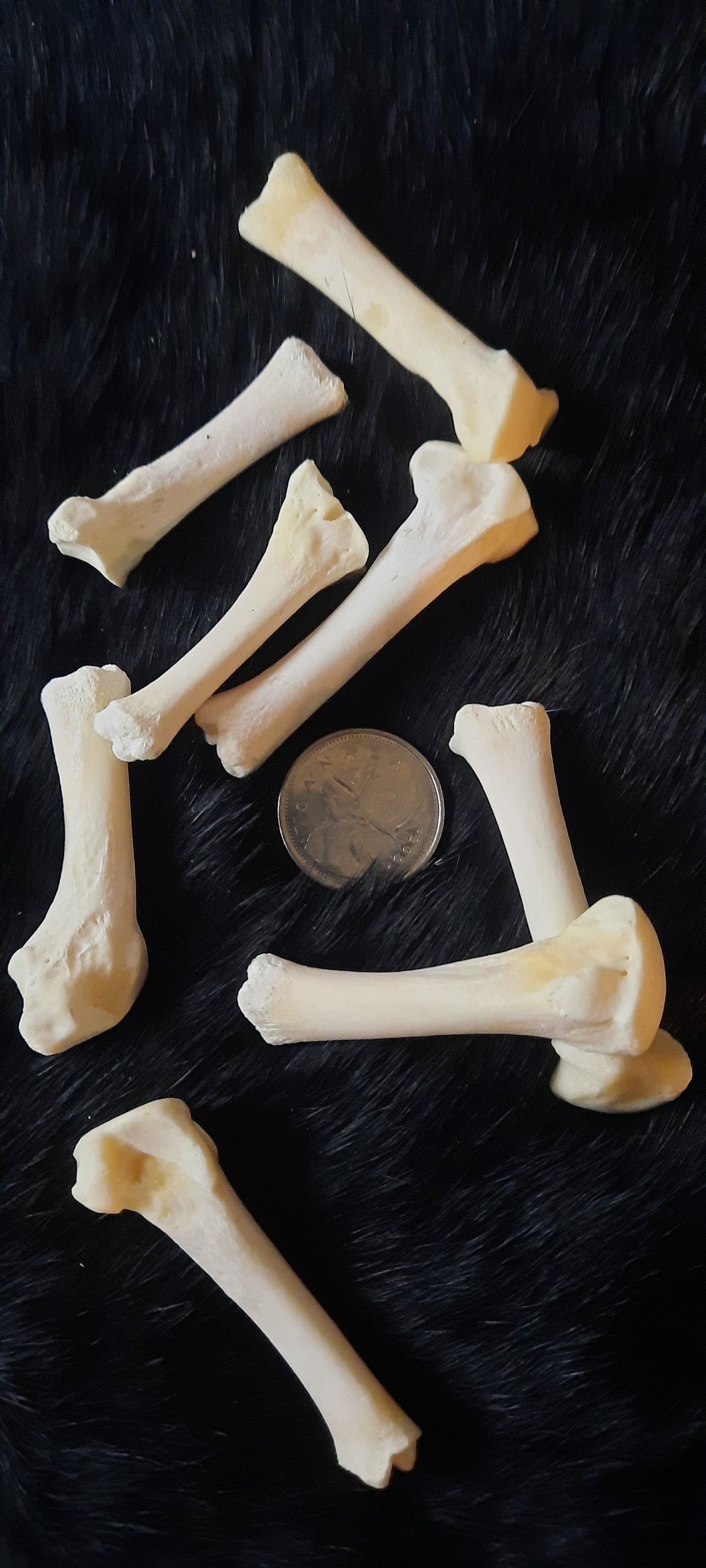 Bear Bone - Metatarsian (no epicondyle)