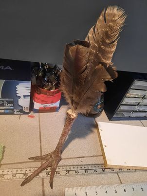 Cuisse de dinde avec plumes - Oddity