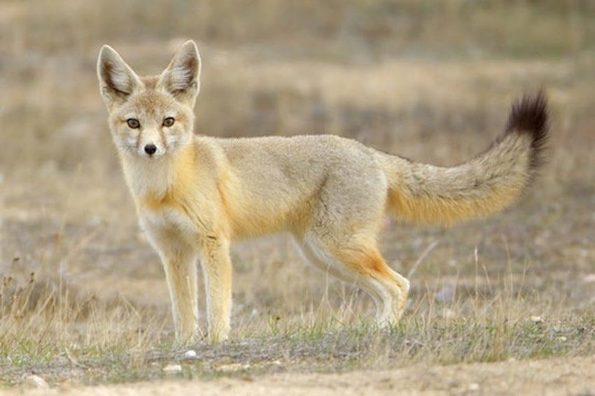 Fourrures de renard des plaines