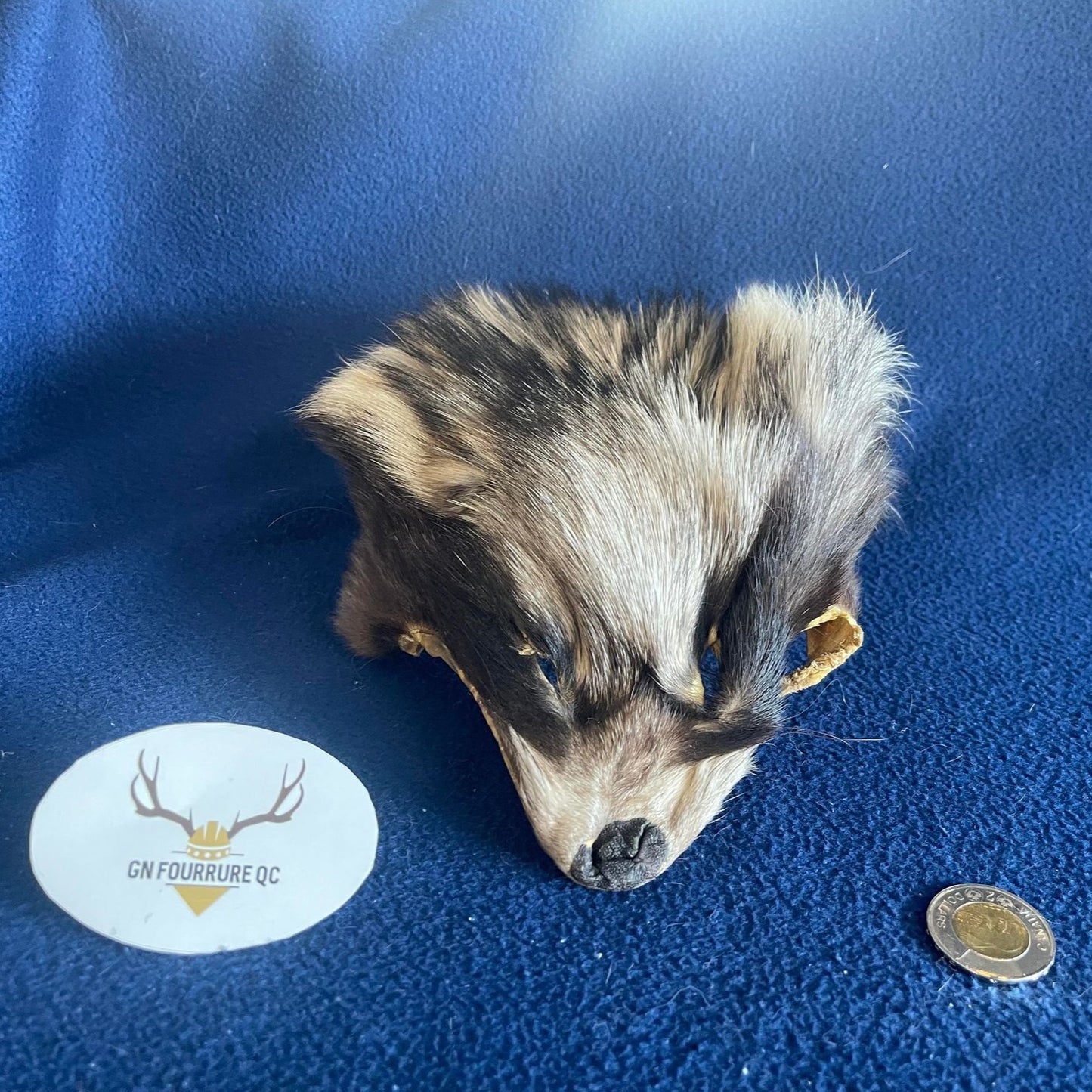 Raccoon and Finn Raccoon Head Pelt