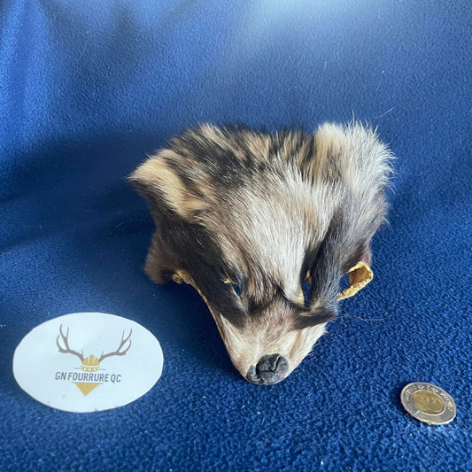 Raccoon and Finn Raccoon Head Pelt