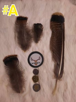 Plumes de dinde
