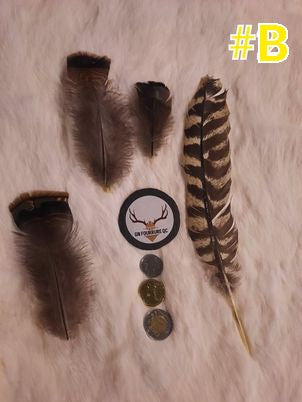 Plumes de dinde