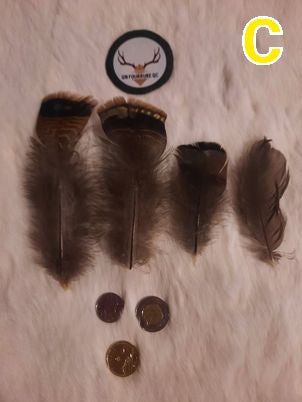 Plumes de dinde