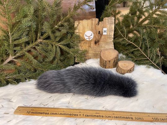 Queues de renard - Teintes