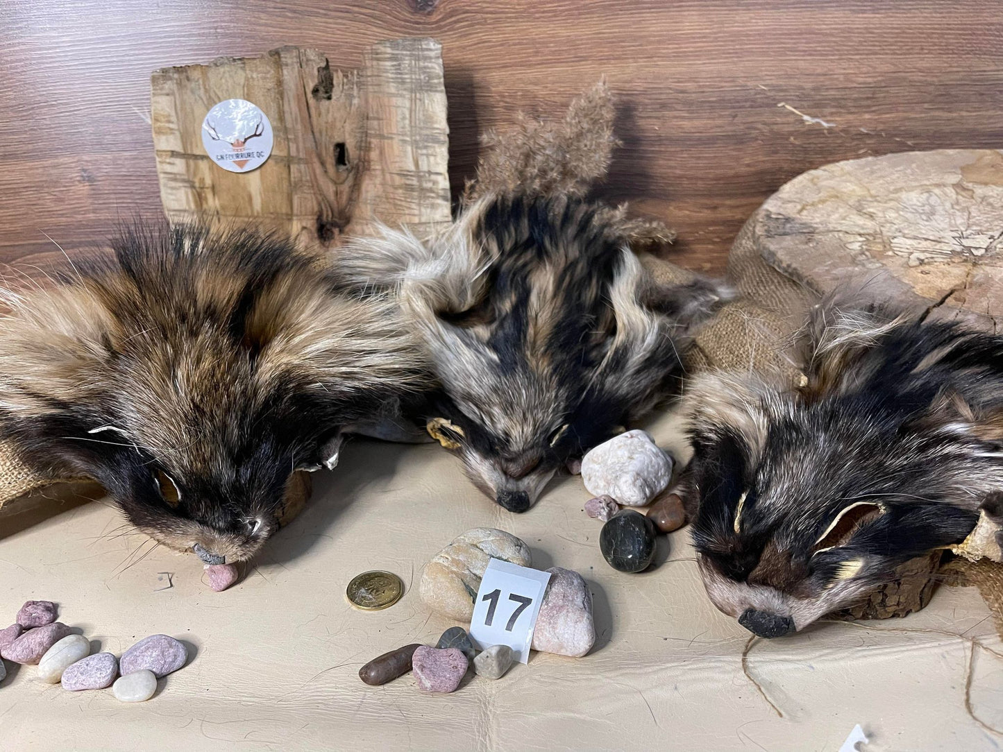 Peau de raton laveur et de raton laveur finlandais