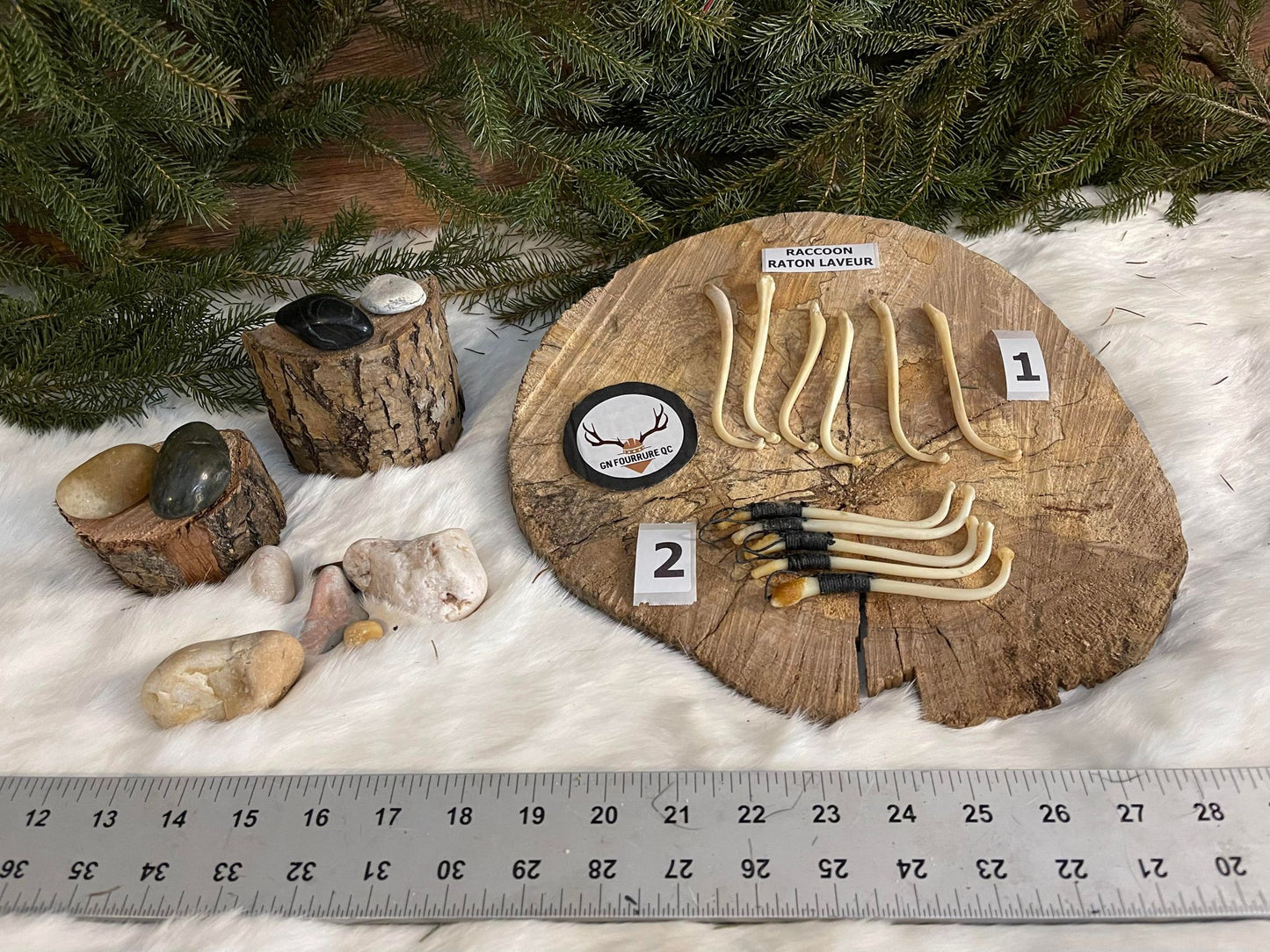 Baculum de raton laveur, os