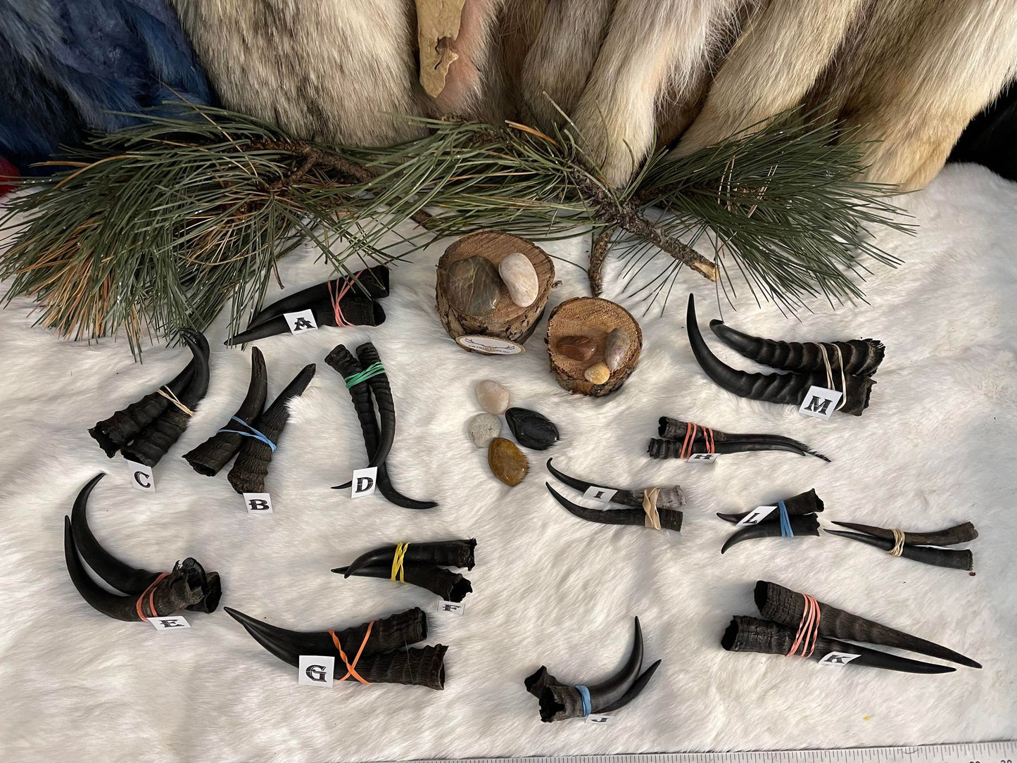 Mountain Goat Horns, Black