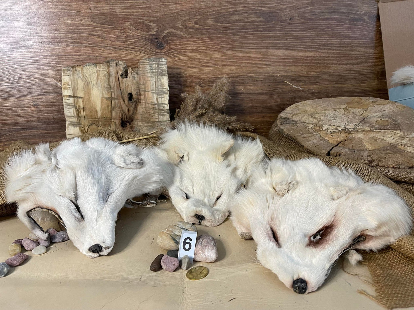 Fox Head Pelt