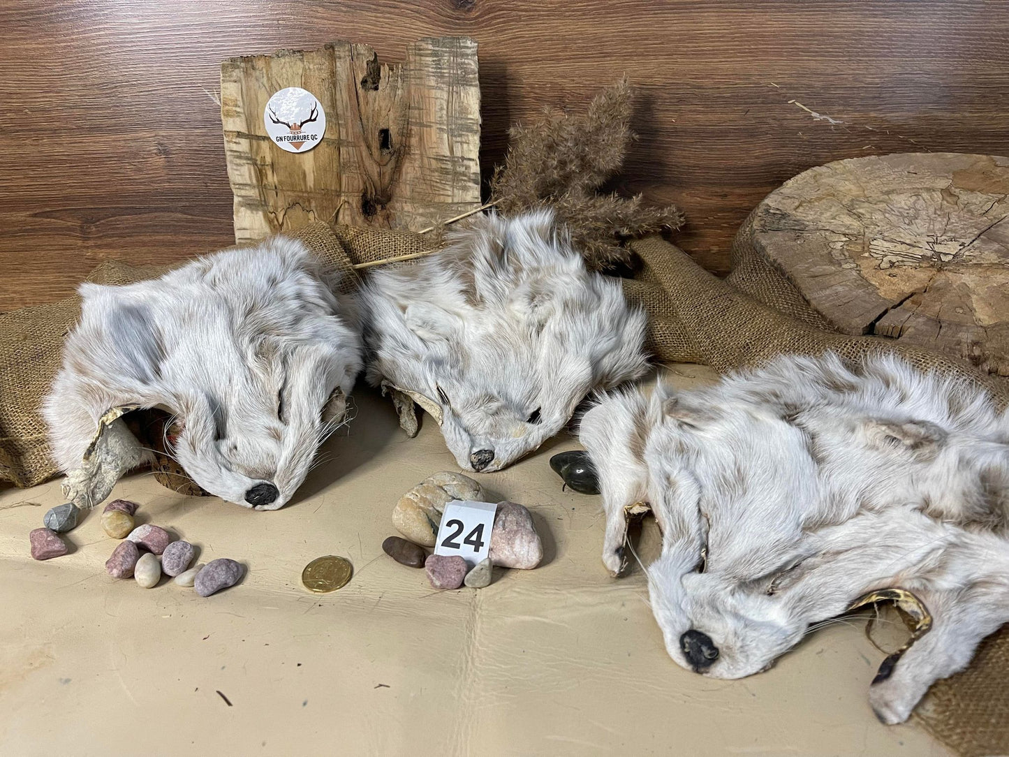 Fox Head Pelt