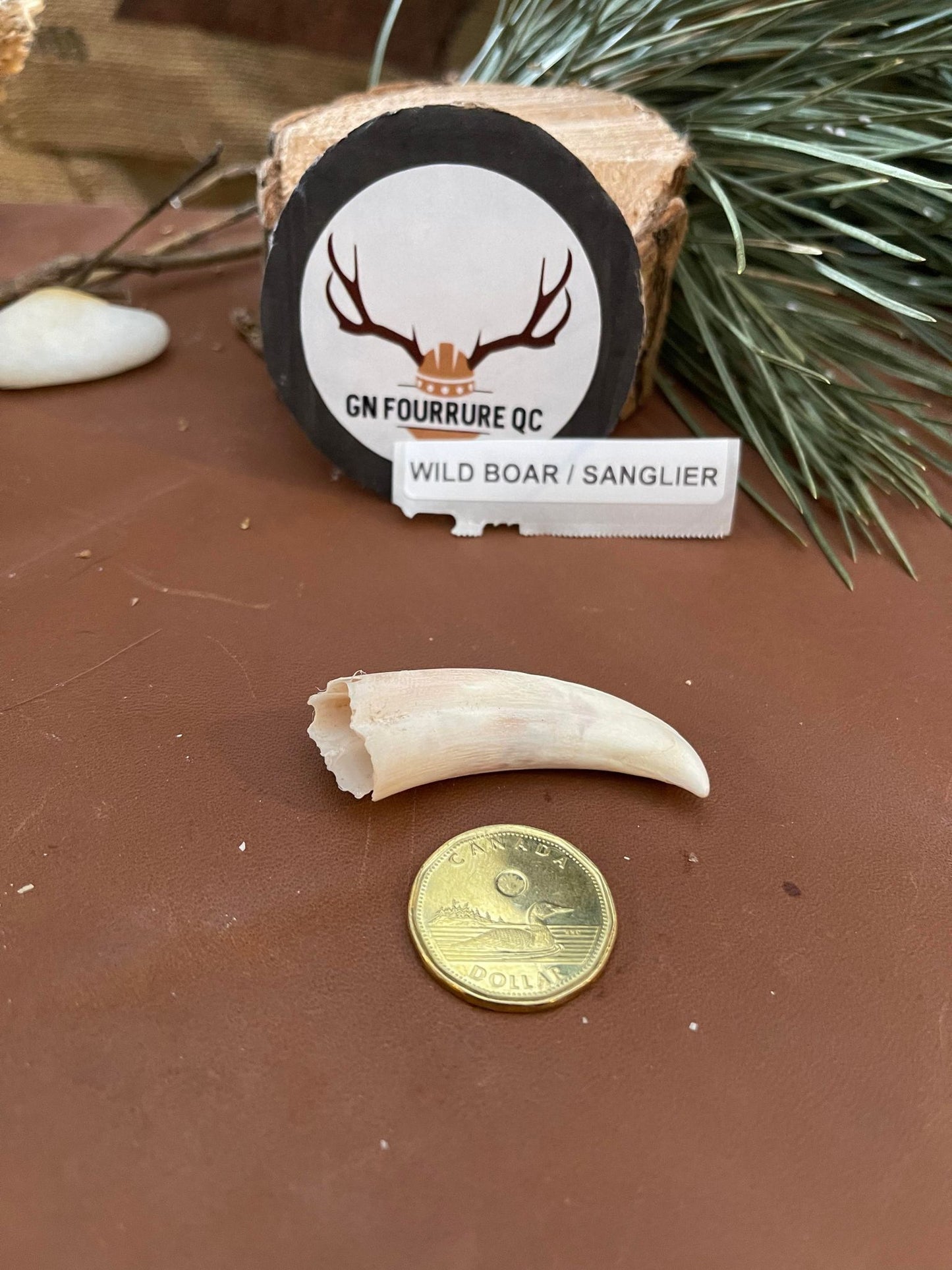 Défenses de sanglier