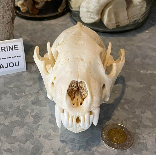 Wolverine Skull - Imperfect