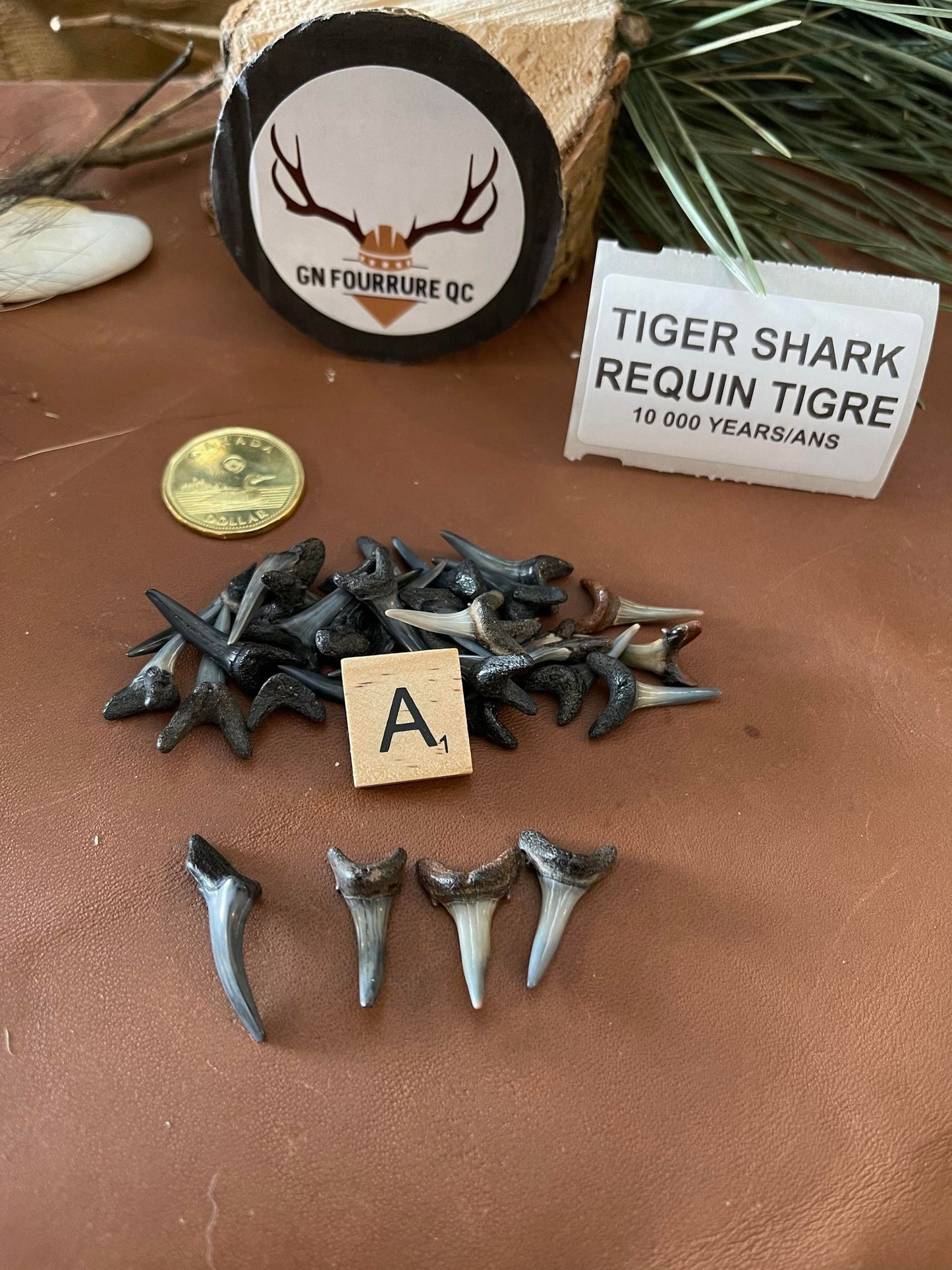 Dents de requin
