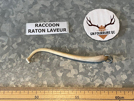 Raccoon Baculum Bone Pendants