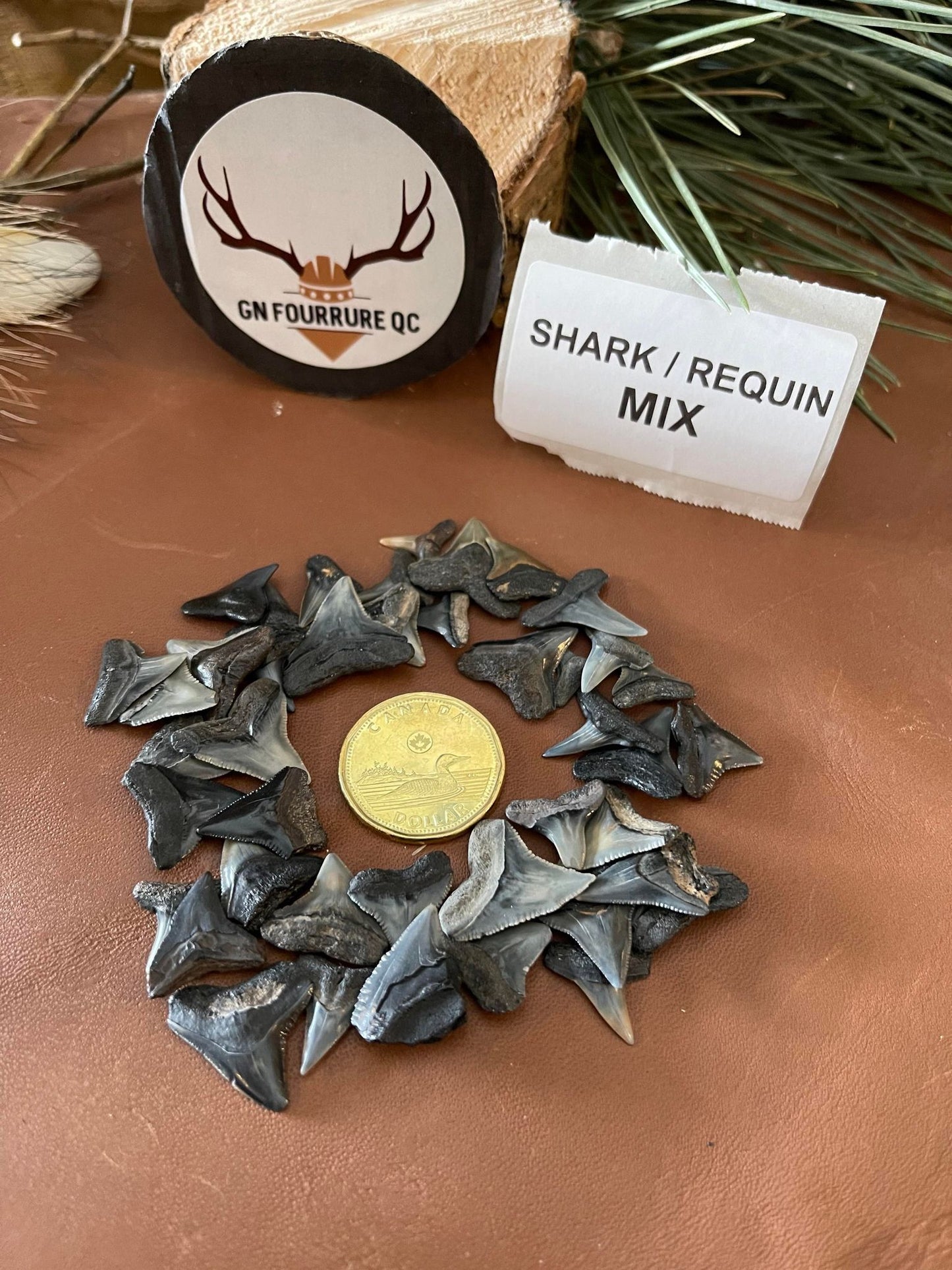 Dents de requin