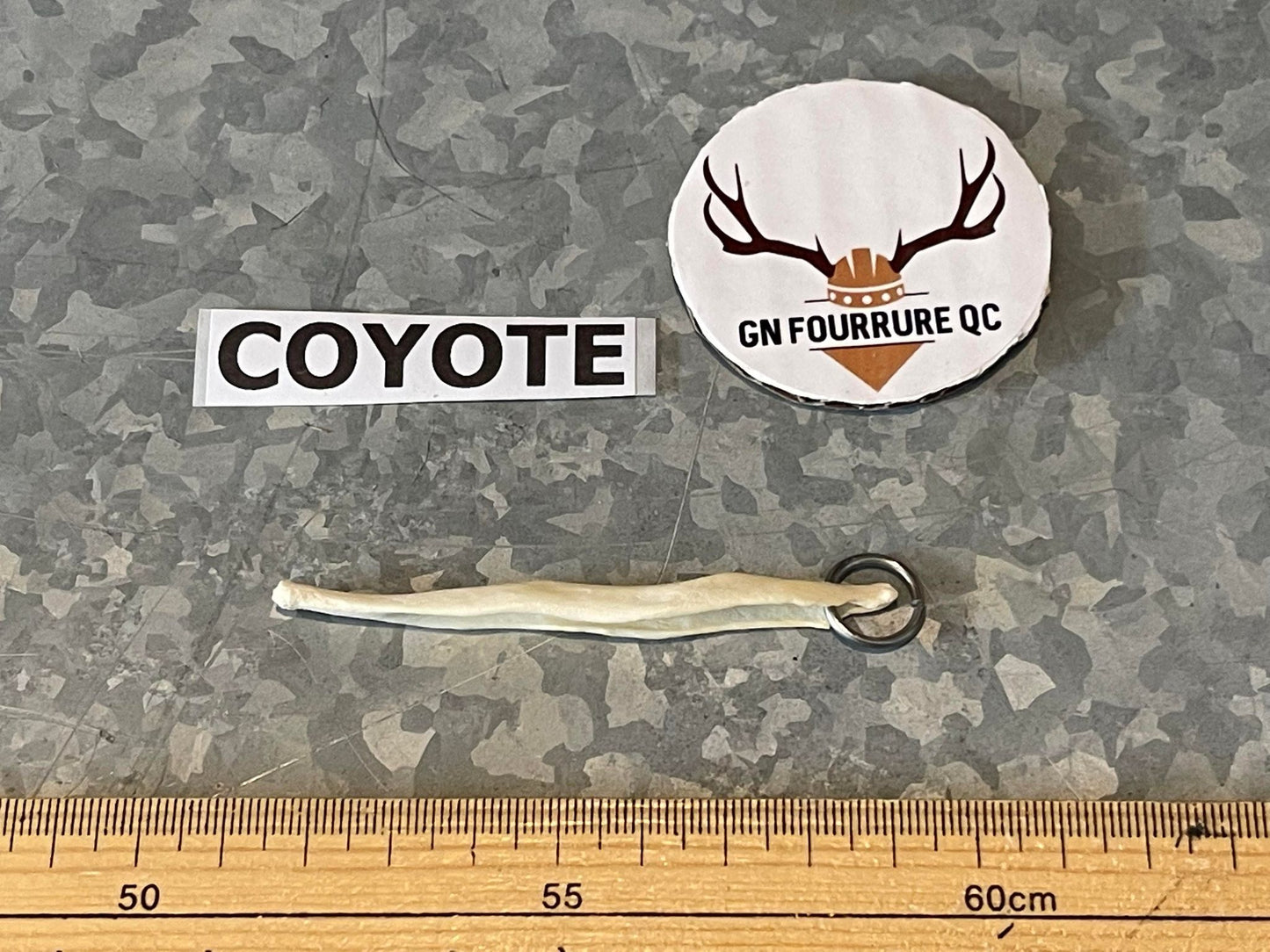 Porte-clés en os de coyote Baculum