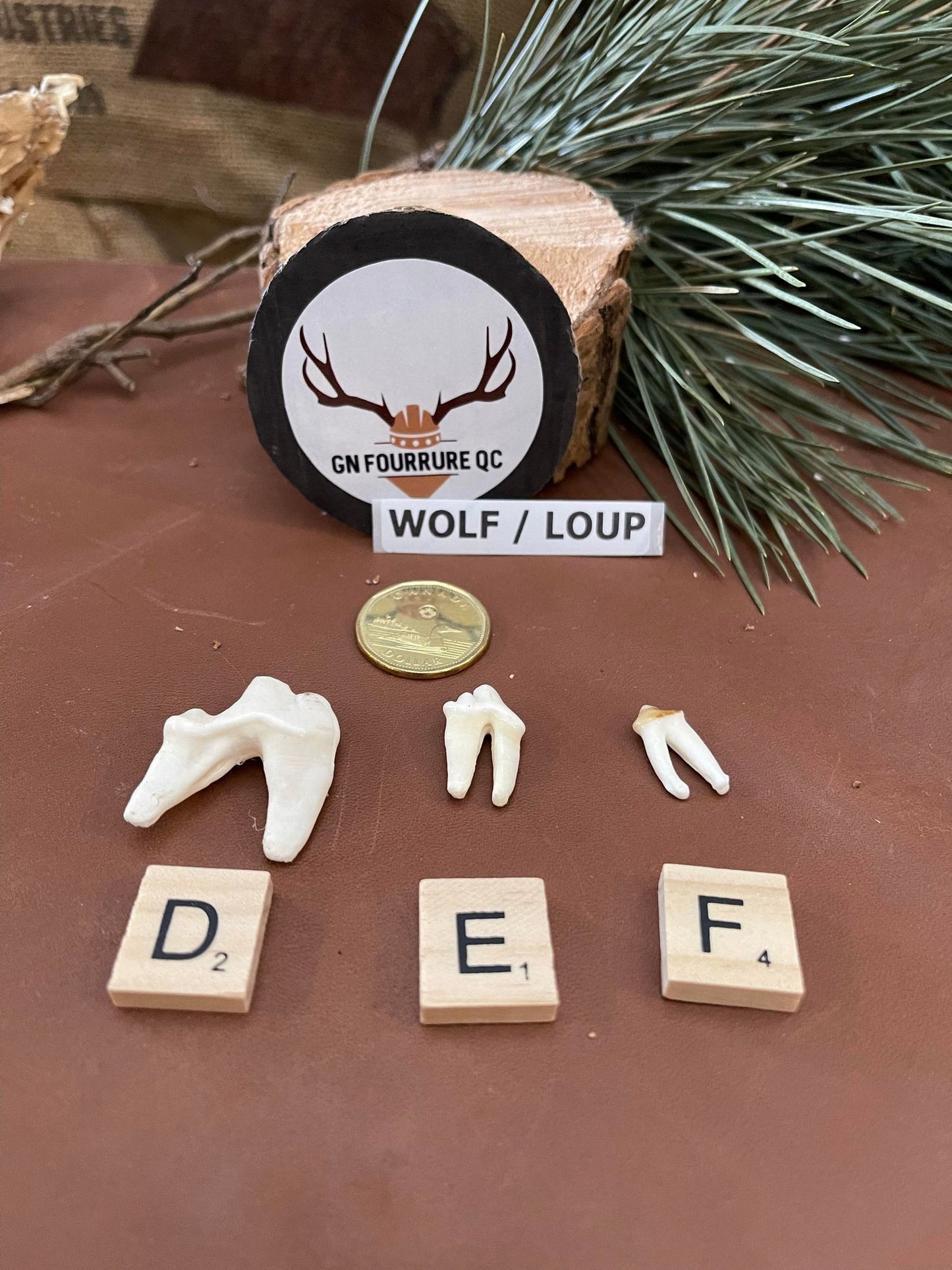 Dents et crocs de loup