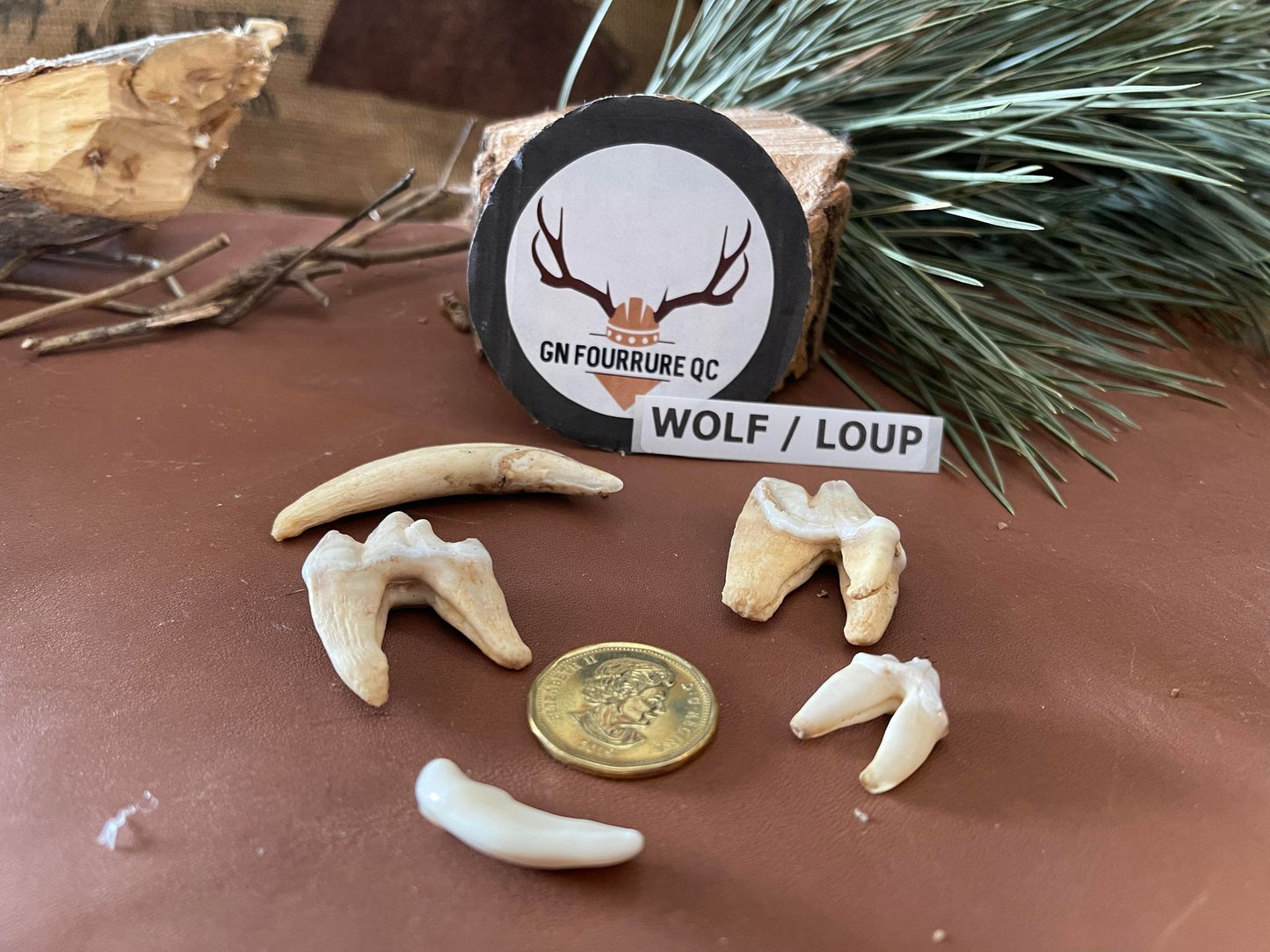 Dents et crocs de loup