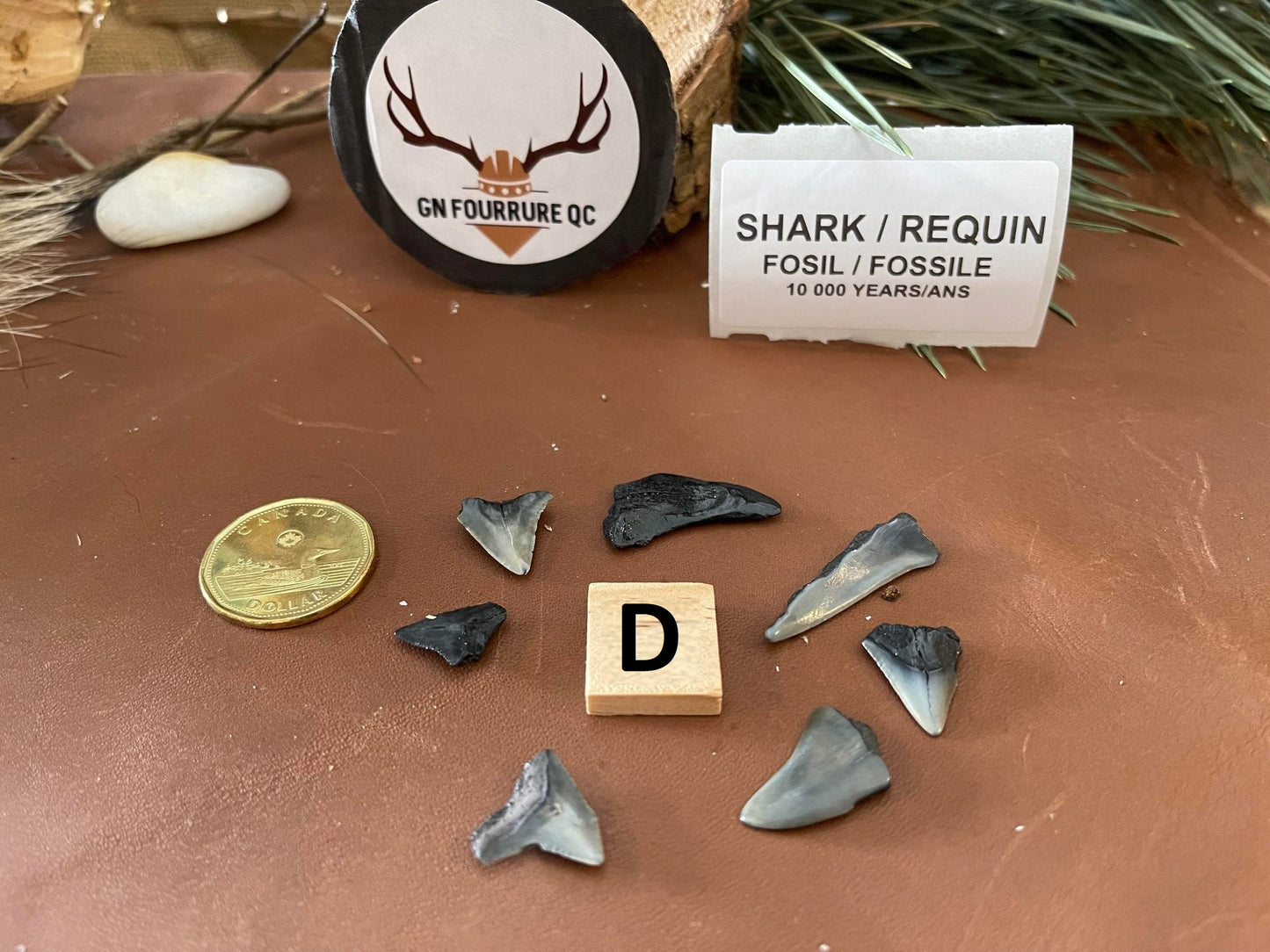 Dents de requin