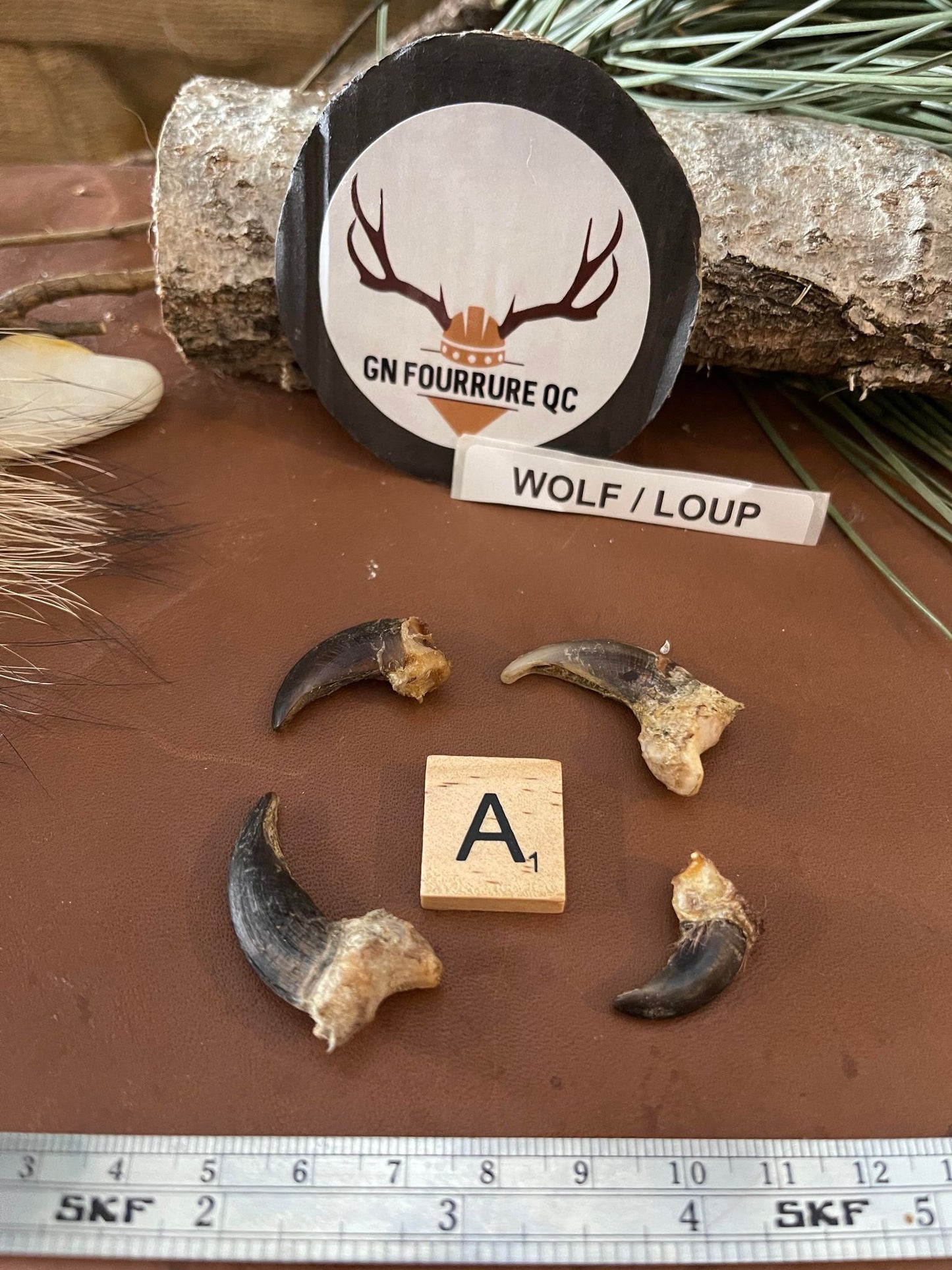 Griffe de loup de deuxième qualité