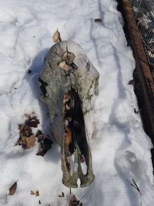 Cow Skull, Distressed
