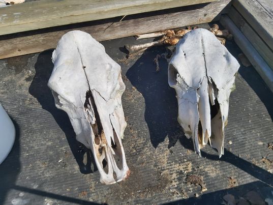 Cow Skull, Distressed