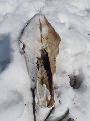 Cow Skull, Distressed