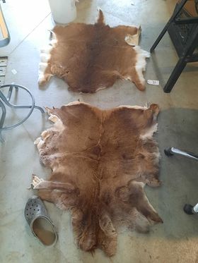Fourrure de cerf