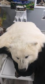 Exportable Polar Bear Rug - Pre-Order Only