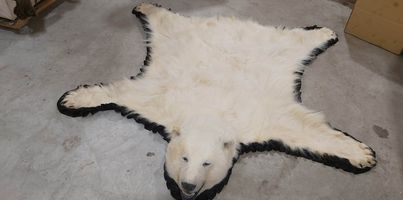 Exportable Polar Bear Rug - Pre-Order Only