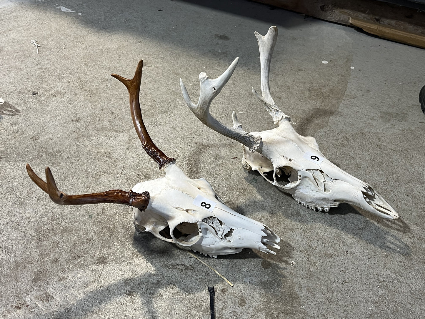 Deer Skull, 4-5 Points