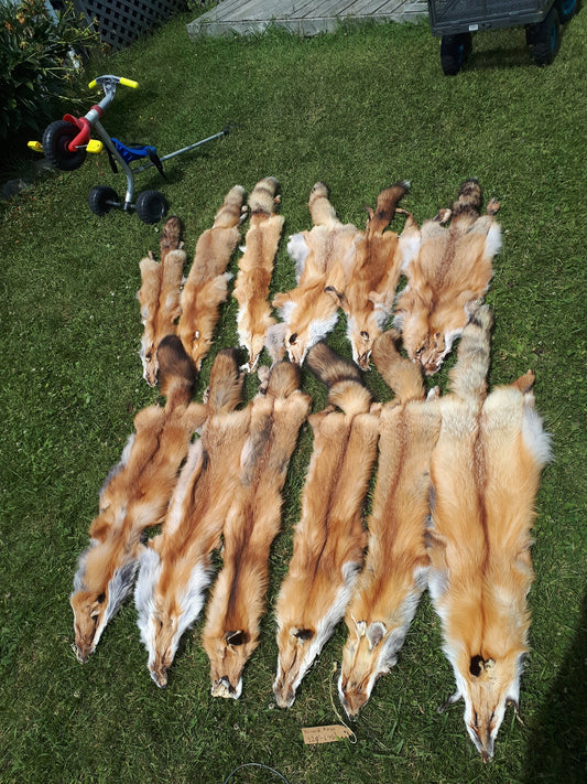 Red Fox Fur Pelt
