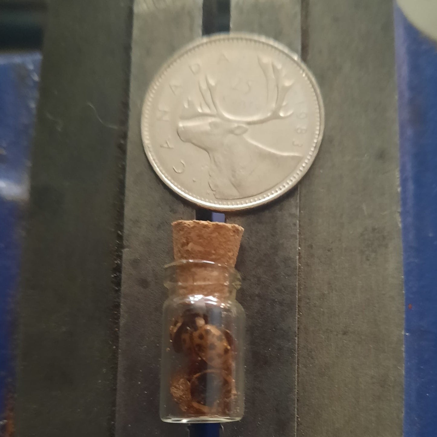 Petite fiole coccinelle