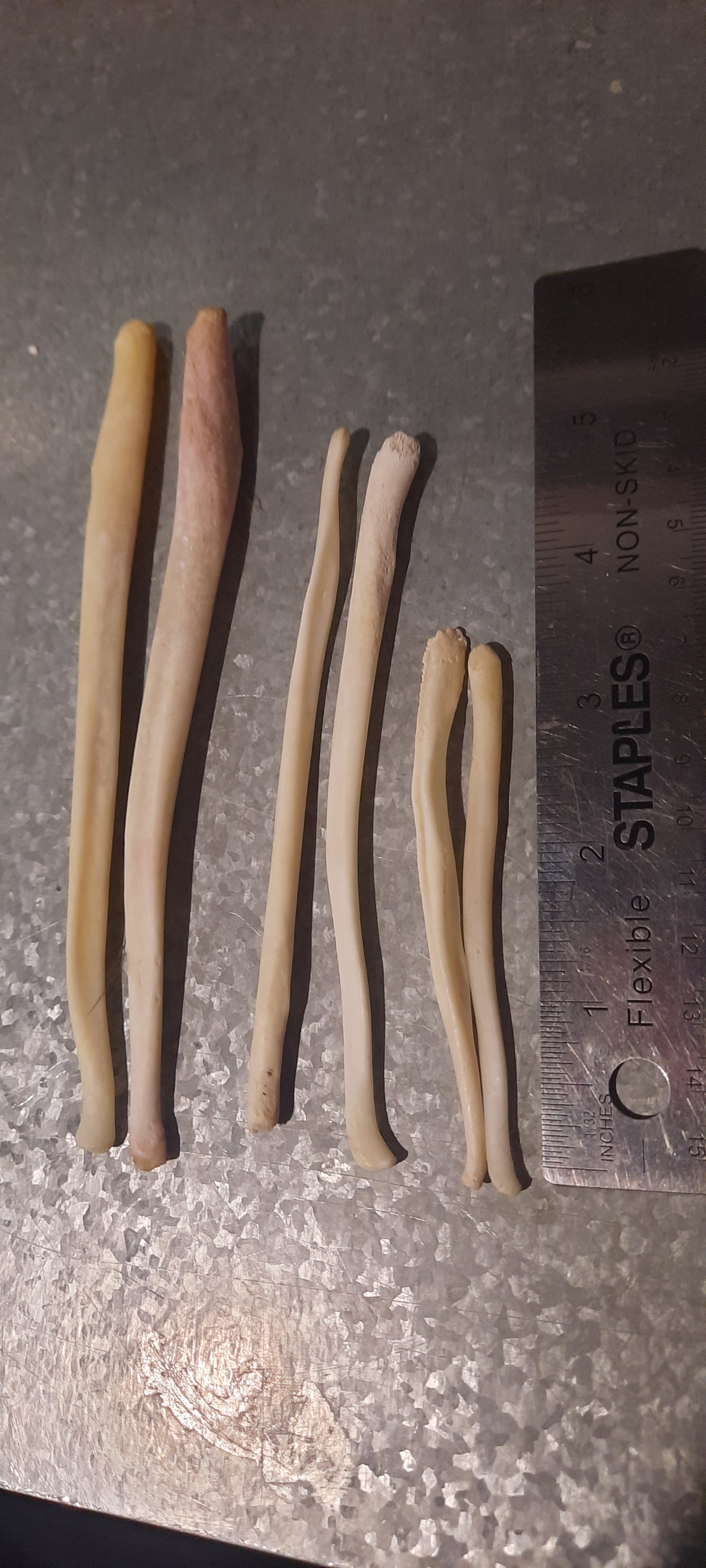 Baculum d'ours moyen