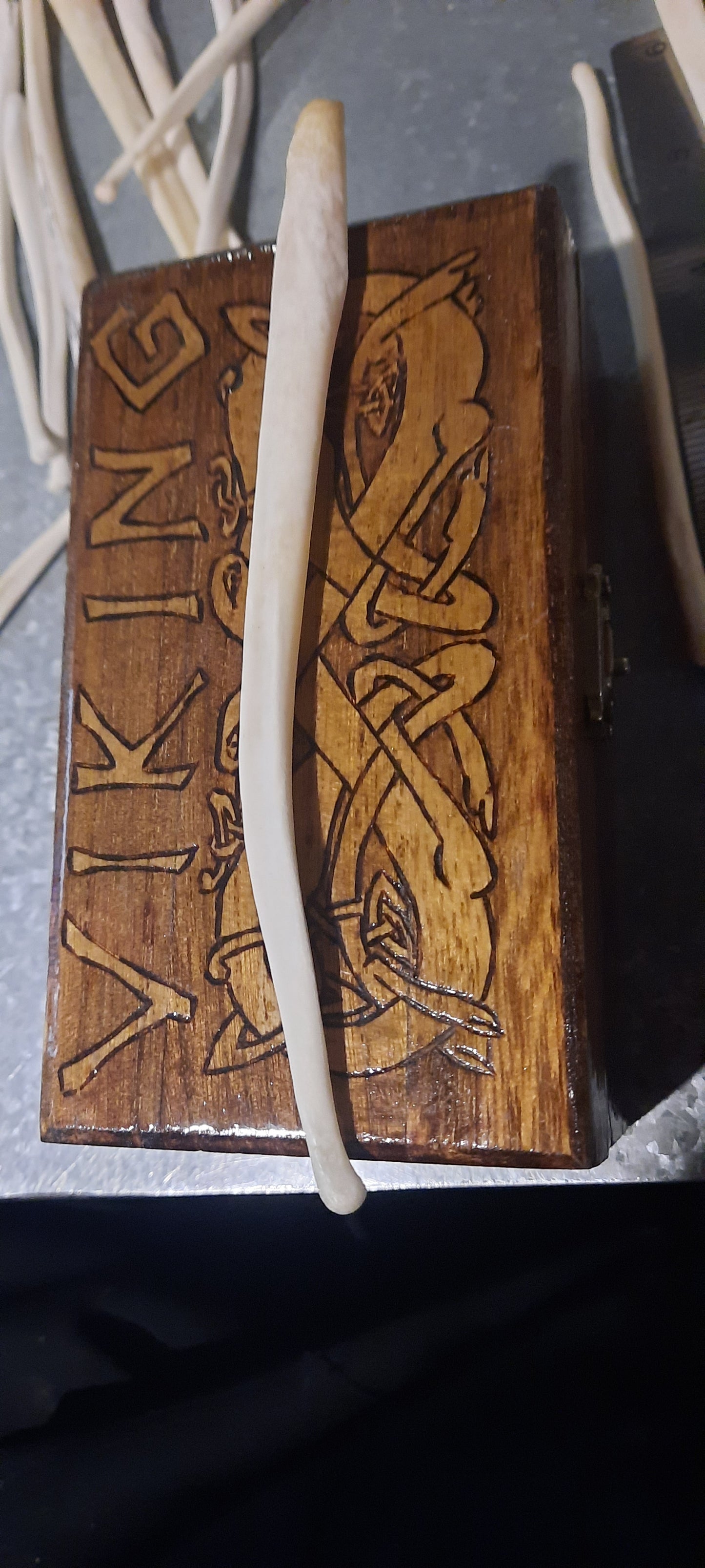 Baculum de l'ours géant