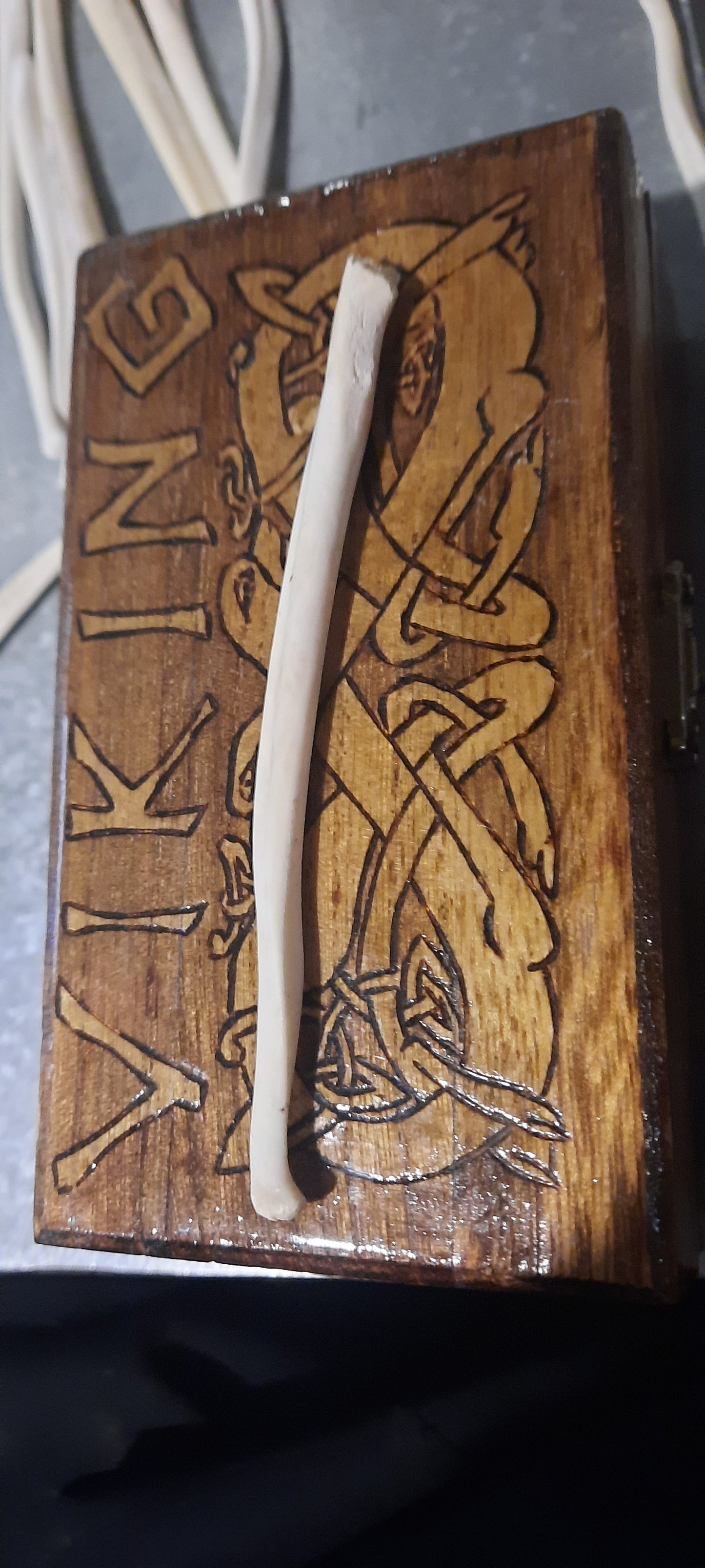 Baculum d'ours moyen