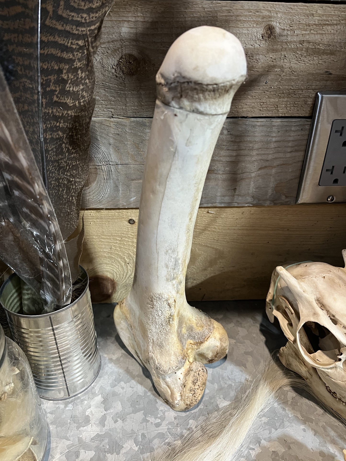 Skeleton Bone Phallus