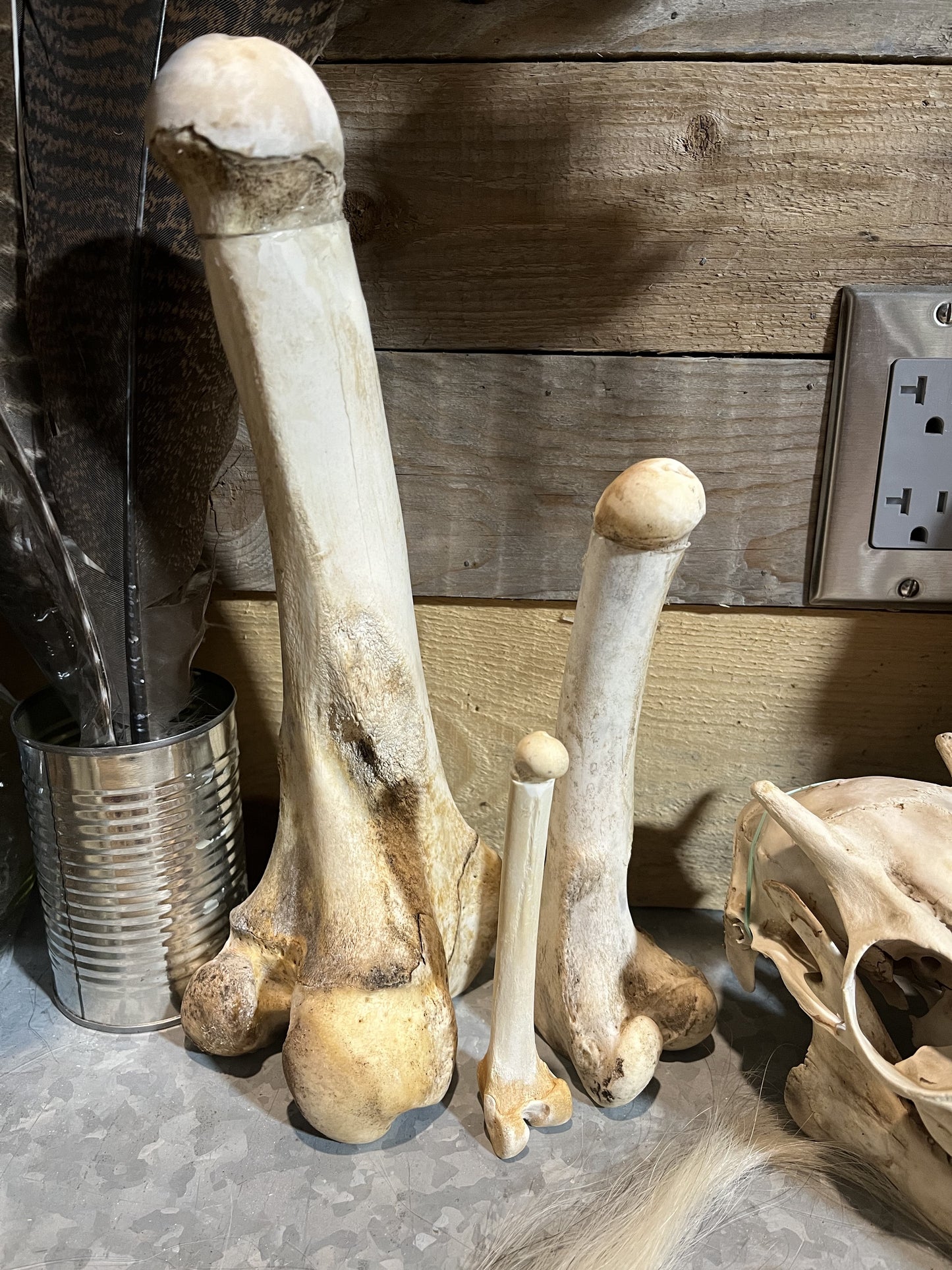 Skeleton Bone Phallus