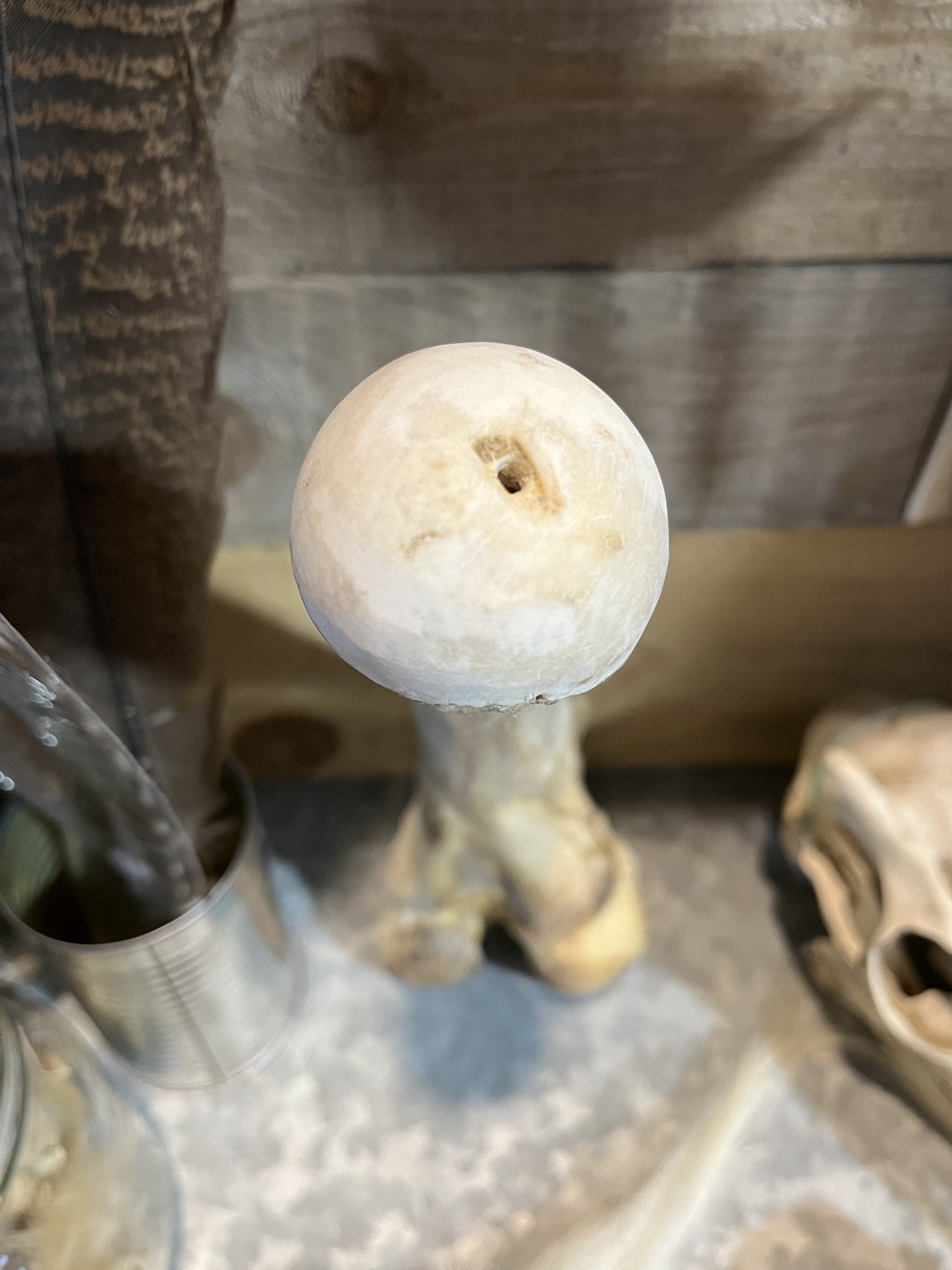Skeleton Bone Phallus