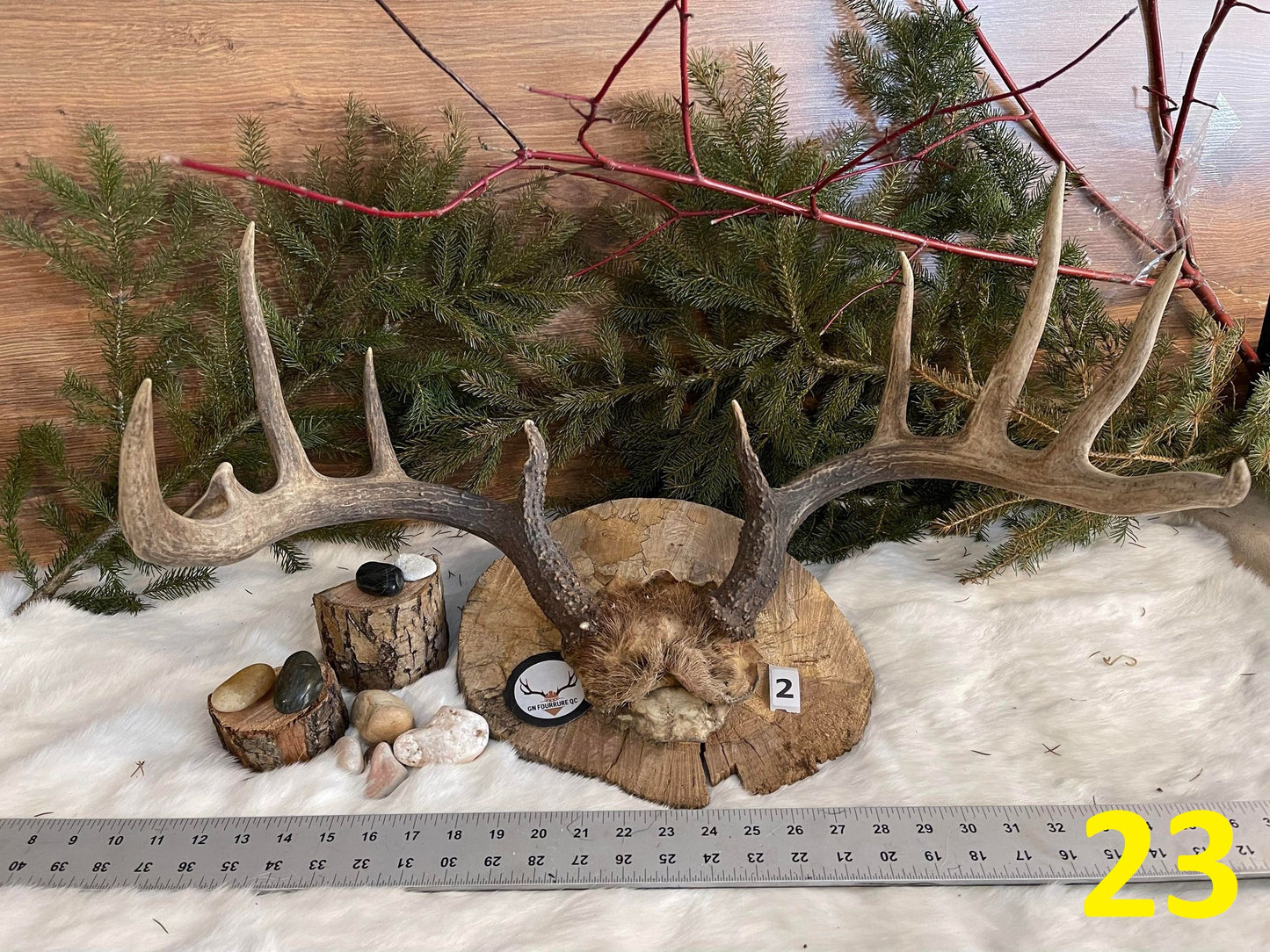 Bois de cerf, montage mural