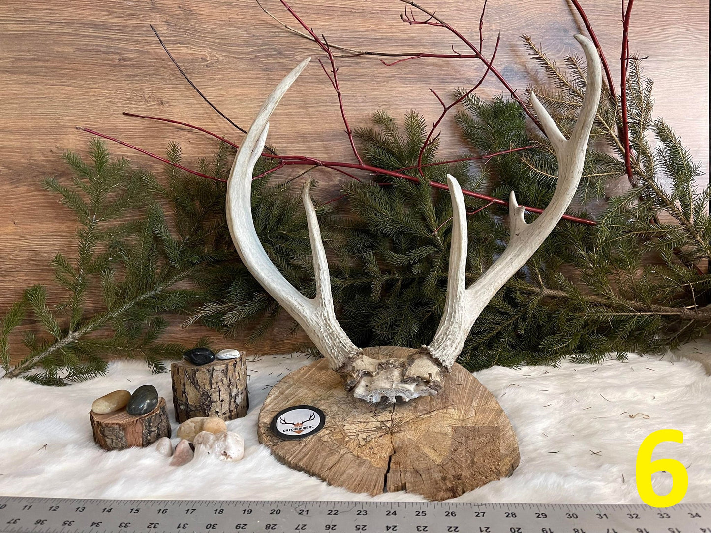 Bois de cerf, montage mural