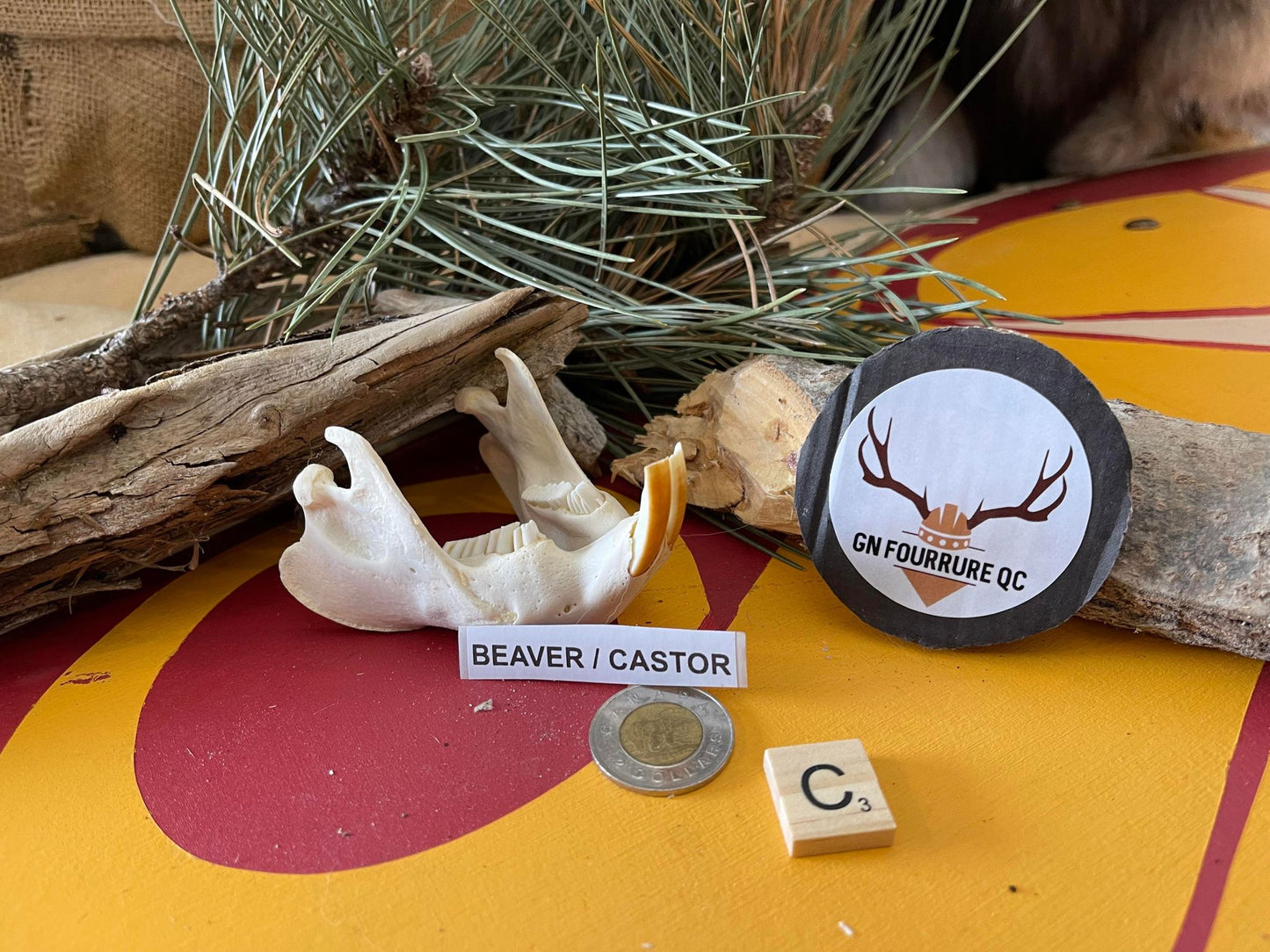 Mâchoires de castor
