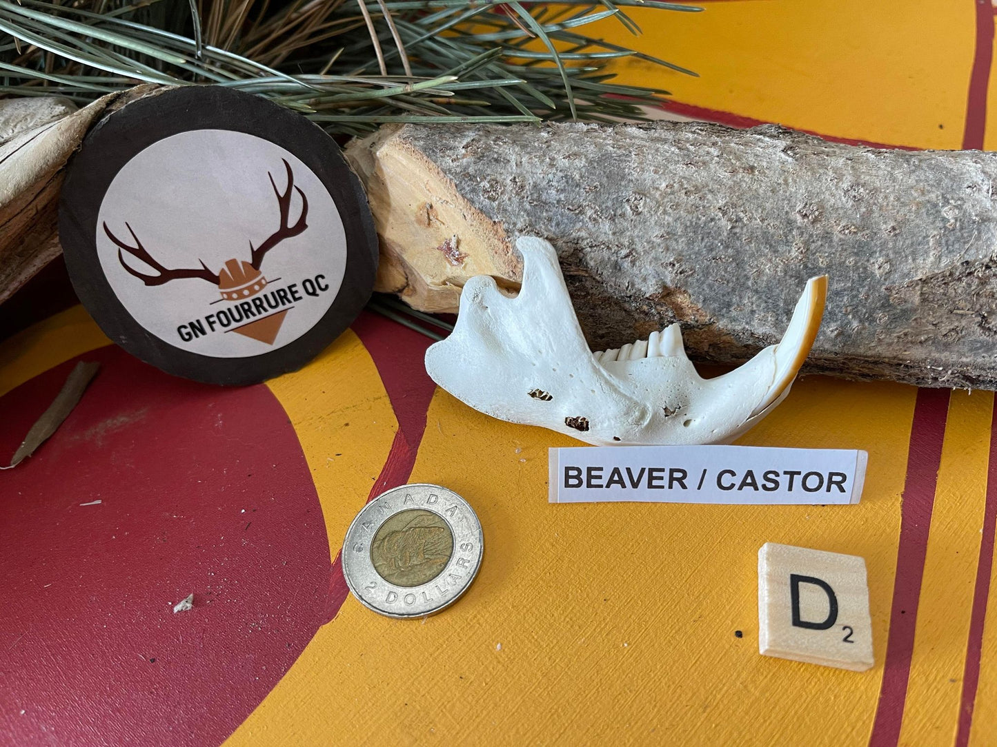 Mâchoires de castor