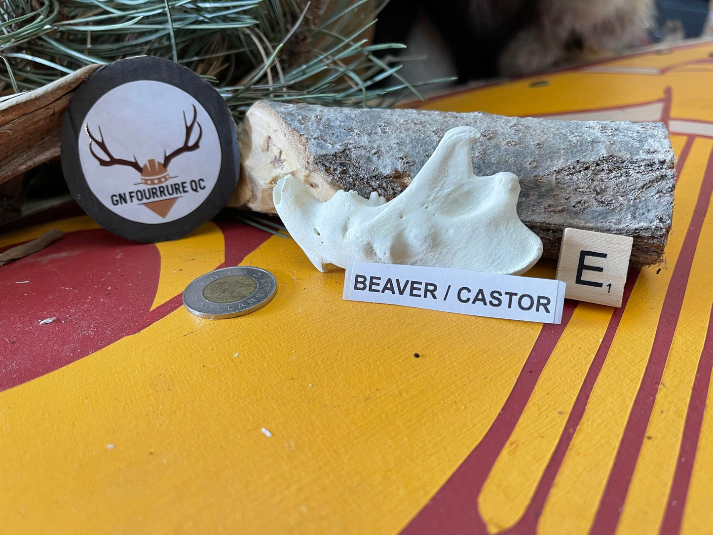 Mâchoires de castor