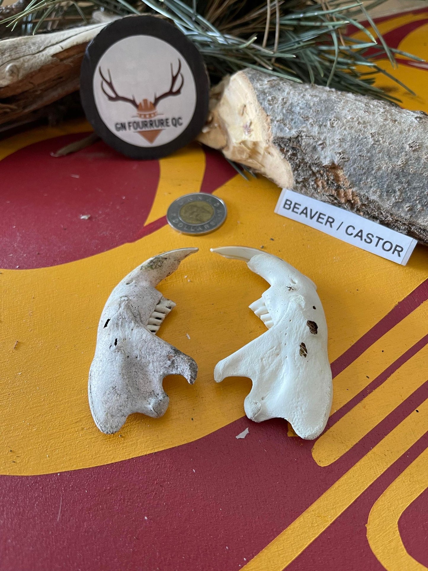 Mâchoires de castor
