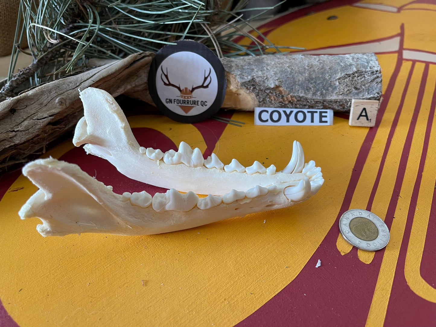 Mâchoires de coyote