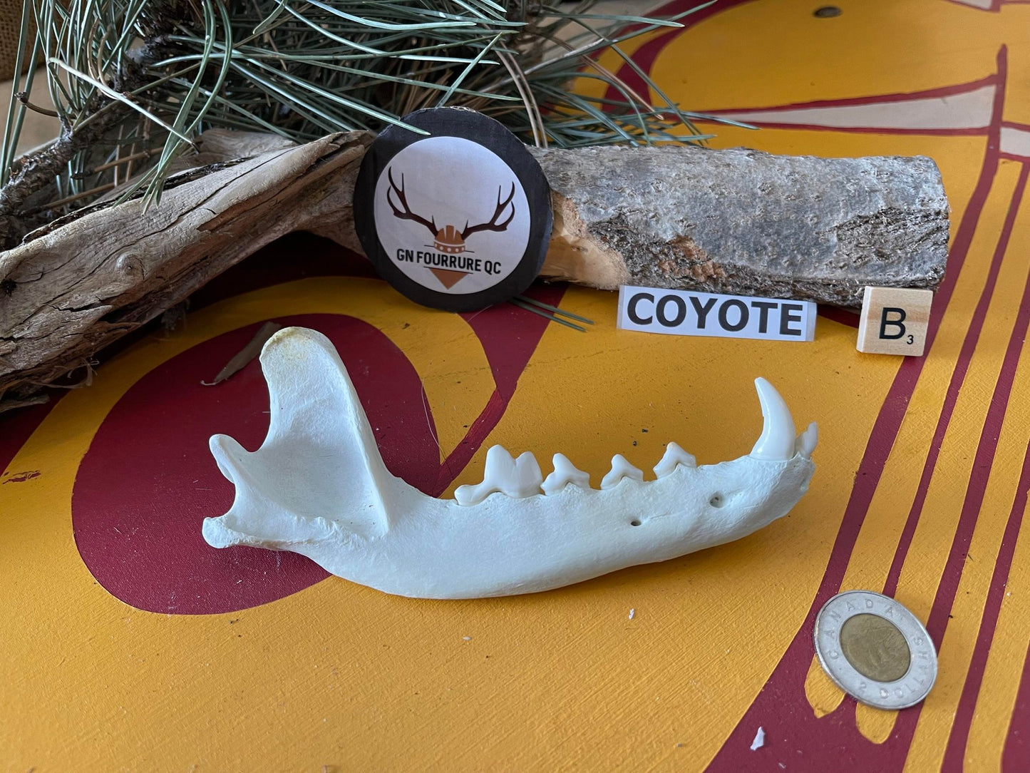 Mâchoires de coyote