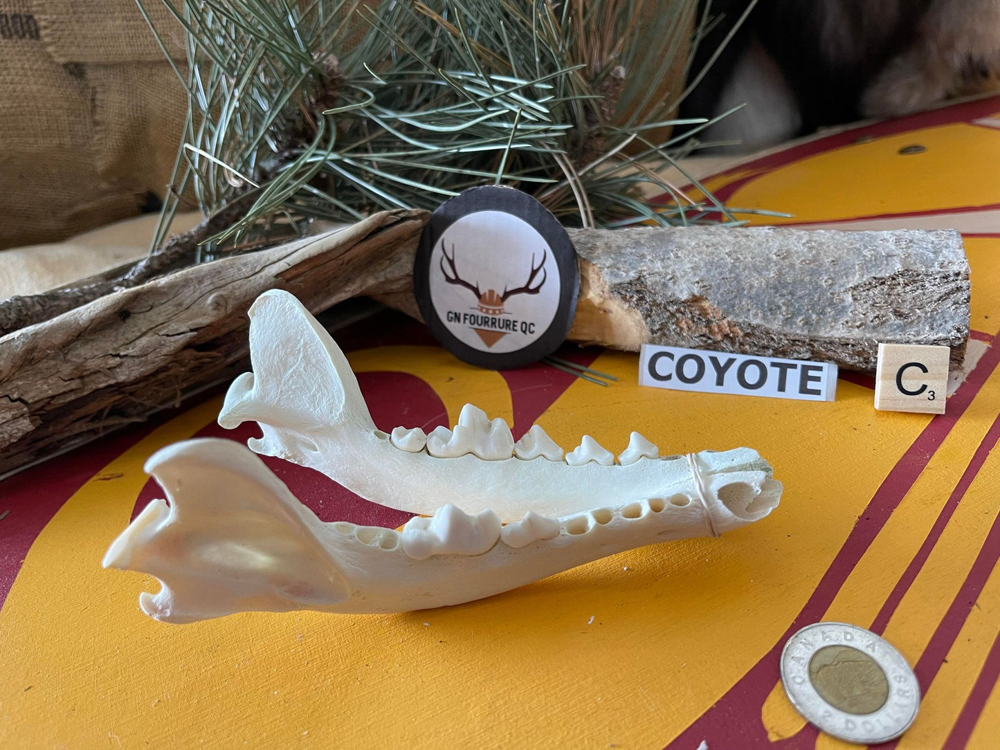 Mâchoires de coyote